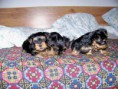 /album/steniatka/img00005-jpg/