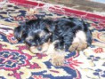 /album/steniatka/img00017-jpg/